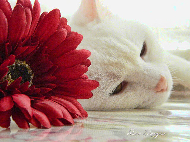 开云网页版登录入口-_新赛季展望：选手目标与期待热度升高_，新赛季rw队员